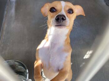ALEKSEI -  Chihuahua Dog for Adoption in Tustin, California - ALEKSEI | PetCurious