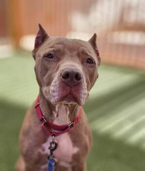 Pit Bull Terrier Dogs Available for Adoption - ANGELICA | PetCurious