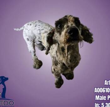 COMING SOON -  Cocker Spaniel and Miniature Poodle Dog for Adoption in Boulder, Colorado - COMING SOON | PetCurious