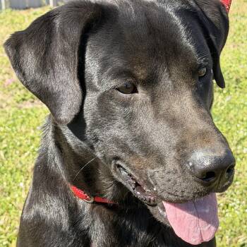 Black Labrador Retriever Dogs Available for Adoption - Mississippi (loveable, House Trained, Knows Commands) | PetCurious