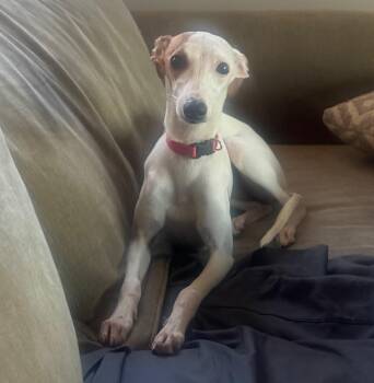 Whippet and Italian Greyhound Dogs Available for Adoption - Lola | PetCurious