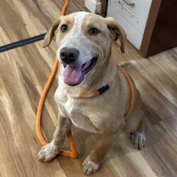 Mixed Breed Dogs Available for Adoption in Priest River, Idaho - Stitch | PetCurious
