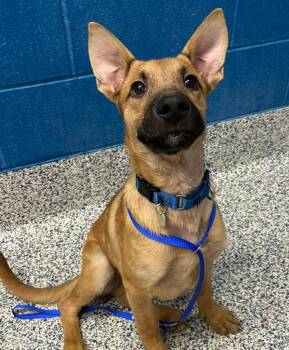 Pickle -  Shepherd Dog for Adoption in Golden, Colorado - Pickle | PetCurious