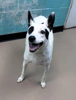 Tonto -  Mixed Breed Dog for Adoption in Nashville, Tennessee - Tonto | PetCurious