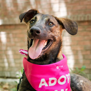 Rescue Hound Dogs for Adoption in Redlands, California - Macy | PetCurious