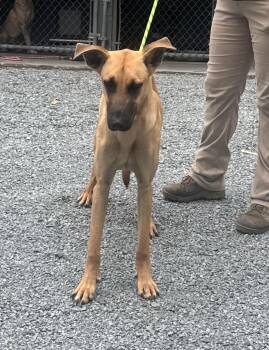 Bobby -  Great Dane Dog for Adoption in Elizabethtown, North Carolina - Bobby | PetCurious