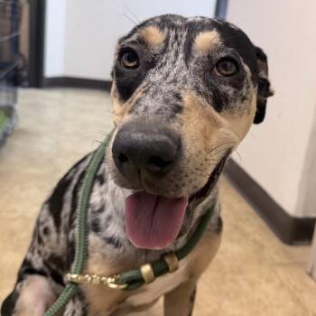 Hestia -  Catahoula Leopard Dog and Mixed Breed Dog for Adoption in Tyler, Texas - Hestia | PetCurious