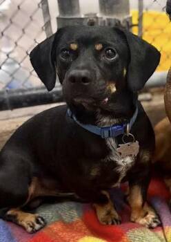 Oso #A-143396 -  Chihuahua and Dachshund Dog for Adoption in Silsbee, Texas - Oso #A-143396 | PetCurious