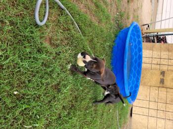 Rescue Labrador Retriever and Weimaraner Dogs for Adoption in Muskogee, Oklahoma - Hera | PetCurious