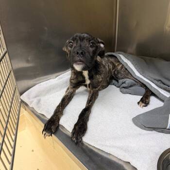 Goldfish -  Mixed Breed Dog for Adoption in Winston-salem, North Carolina - Goldfish | PetCurious