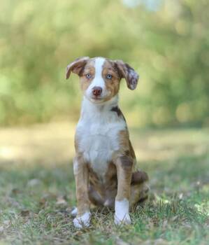 Clyde -  Aussiedoodle Dog for Adoption in Lucedale, Mississippi - Clyde | PetCurious