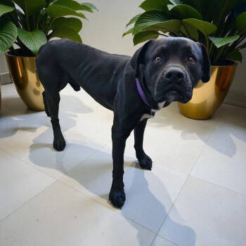 Rescue Bullmastiff Dogs for Adoption in Lake Panasoffkee, Florida - Blacky | PetCurious