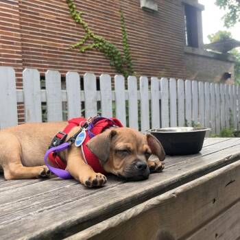 Trinity -  Mixed Breed Dog for Adoption in Chicago, Illinois - Trinity | PetCurious