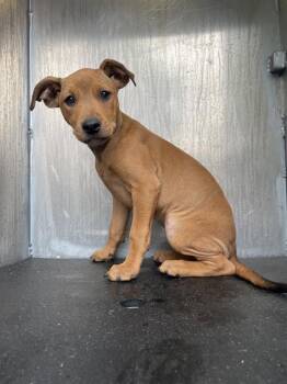 Hound Dogs Available for Adoption in San Antonio, Texas - A804399 | PetCurious