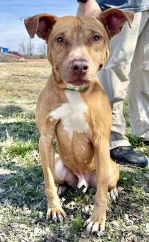 Pit Bull Terrier Dogs Available for Adoption in Eagle, Idaho - Barnie *Courtesy Post. Out Of Town Pet. See Below For Details* | PetCurious