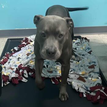 Rescue Terrier Dogs for Adoption in St. Louis, Missouri - Paulo | PetCurious