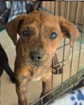 Labrador Retriever and Terrier Dogs Available for Adoption - Hewett | PetCurious