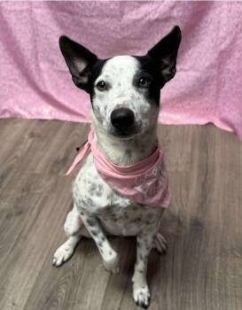Australian Cattle Dog Blue Heeler Dogs Available for Adoption - Ivory Ice | PetCurious