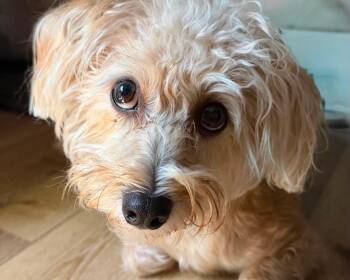 Nachos Bel Grande -  Terrier Dog for Adoption in Mission Viejo, California - Nachos Bel Grande | PetCurious