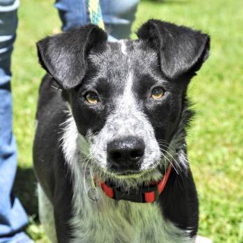 Kirra -  Australian Cattle Dog Blue Heeler and Mixed Breed Dog for Adoption in Prescott, Arizona - Kirra | PetCurious
