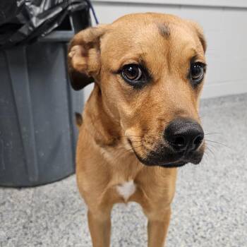 Honey -  American Staffordshire Terrier Dog for Adoption in Greenville, South Carolina - Honey | PetCurious