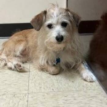 Terrier Dogs Available for Adoption in Plainfield, Illinois - Angel | PetCurious
