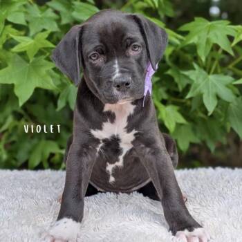 Pit Bull Terrier and Hound Dogs Available for Adoption in Tyrone, Georgia - Violet | PetCurious