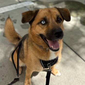 Tobi -  Husky and Mixed Breed Dog for Adoption in Chicago, Illinois - Tobi | PetCurious