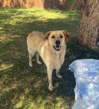Amber -  Golden Retriever and Labrador Retriever Dog for Adoption in Temecula, California - Amber | PetCurious