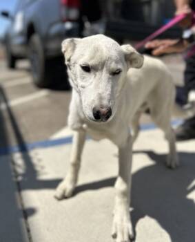 Rescue Husky and Mixed Breed Dogs for Adoption in Fresno, California - Emmett | PetCurious