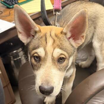 Husky Dogs Available for Adoption - Snooki | PetCurious