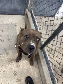 Rescue Pit Bull Terrier and Mixed Breed Dogs for Adoption in West Chester, Pennsylvania - Conny | PetCurious