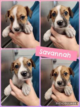 Savannah -  Schnauzer and Miniature Poodle Dog for Adoption in Ringwood, New Jersey - Savannah | PetCurious