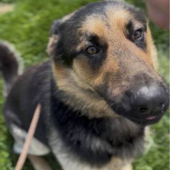 German Shepherd Dog Dogs Available for Adoption in Marysville, Ohio - Apollo | PetCurious