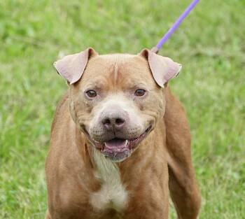 HANNAH -  Pit Bull Terrier and Mixed Breed Dog for Adoption in Beech Bottom, West Virginia - HANNAH | PetCurious