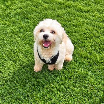 Tyler -  Maltese Dog for Adoption in Anderson, South Carolina - Tyler | PetCurious