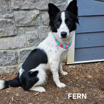 Fern -  Border Collie and Mixed Breed Dog for Adoption in Madisonville, Tennessee - Fern | PetCurious