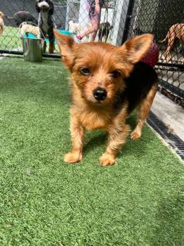 Lila -  Yorkshire Terrier Dog for Adoption - Lila | PetCurious