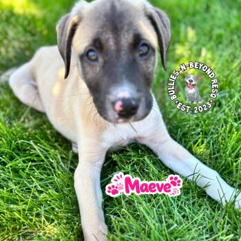 The M Litter; Maeve -  Mixed Breed Dog for Adoption in Omaha, Nebraska - The M Litter; Maeve | PetCurious