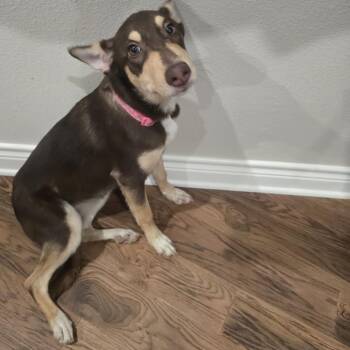 Australian Kelpie Dogs Available for Adoption - Mocha P46061 | PetCurious