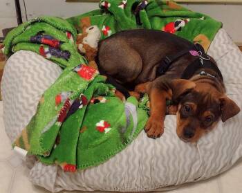 Rottweiler Dogs Available for Adoption - Maple: Not At Shelter (MaryBeth) | PetCurious