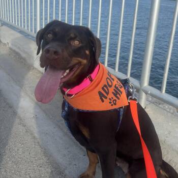 Rescue Labrador Retriever and Rottweiler Dogs for Adoption in El Segundo, California - QUEEN | PetCurious