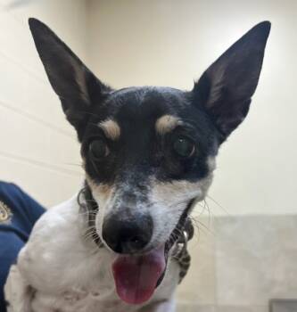 Rescue Terrier and Dachshund Dogs for Adoption in Honolulu, Hawaii - Elvira | PetCurious