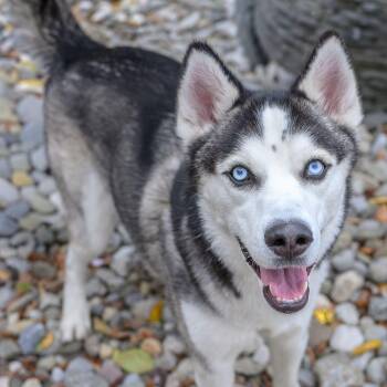 Rescue Husky Dogs for Adoption in Hamilton Township, New Jersey - MAX | PetCurious
