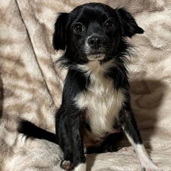 Pauly -  Chihuahua and Mixed Breed Dog for Adoption in Pelham, New Hampshire - Pauly | PetCurious