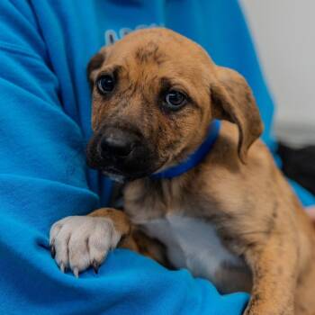 Plott Hound Dogs Available for Adoption - Baelor | PetCurious