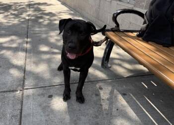 Mr. Bing -  Mixed Breed Dog for Adoption in New York, New York - Mr. Bing | PetCurious