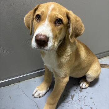 Labrador Retriever and Mixed Breed Dogs Available for Adoption in Stormville, New York - CT Oso | PetCurious