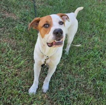 Tobias -  American Staffordshire Terrier Dog for Adoption in Houston, Texas - Tobias | PetCurious