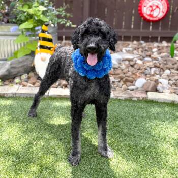 Louie -  Standard Poodle Dog for Adoption in Fairfield, Connecticut - Louie | PetCurious
